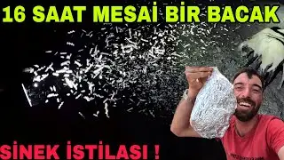 40 C SICAK 16 SAAT MESAİ BİR OĞLAK BACAĞI~SİNEK İSTİLASI~KİRPİ DÜŞMANI AKBAŞ