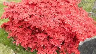 Azalea  - Lyngr&oacute;s - Gar&eth;planta - Bl&oacute;mstrandi runni