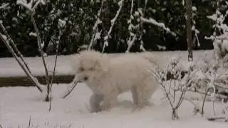 Alfie-SnowHD.mov