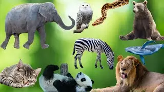 Exotic Animals & Piano Magic 🦁🎶| Lion, Elephant, Panda, Whale, Cat, Owl, Zebra, Turtle,  & More! 🐘🦓🐢