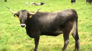 Vacas Tudancas de los Cabris