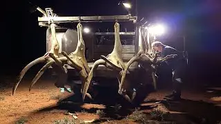 How Australian Farmers Deal With 45 Millions Of Invasive Kangaroo, Hunt Kangaroo for Meat and Skin
