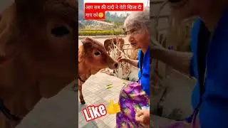 आपसबकीदादीनेरोटीखिलादीगायको!🙂 #viralvideo #minivlog #vlog #vlogvideo #vloggerlife #yt #ytshorts