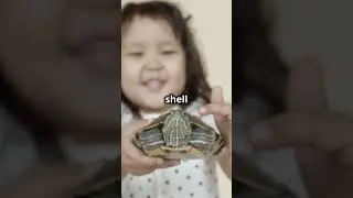 Can Turtles Recognize Their Owners?  #turtlewatching #cuteanimal #animals