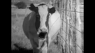 Cow Cow Boogie