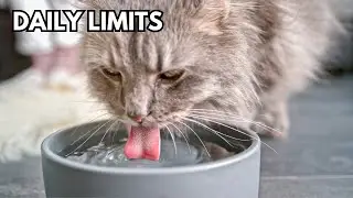 How much water a cat should drink? Daily water intake for cats