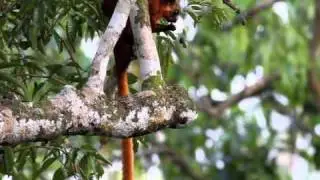 Red Giant Flying Squirrel