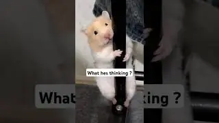 Why Is My Baby Hamster So Curious? #cuteanimal #pets #hamsters #cute