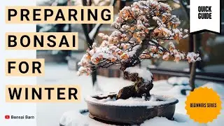 &ldquo;Preparing Your Bonsai for Winter&rdquo; : Tips to Prevent Damage