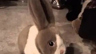 electronic cute walking bunny