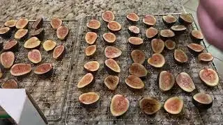 Como Desidratar Frutas Para Durar Muito Tempo -  How to Dehydrate Figs to store for a long time
