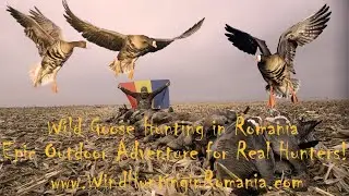 🦆 Wild Goose Hunting in Romania 🇷🇴 | Epic Outdoor Adventure for Real Hunters!