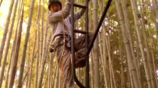 Normer Adams climbing bamboo Tower