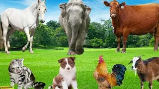 Animal Sounds: Horse, Elephant, Cow, Cat, Dog, Rooster, Goat &ndash; Relaxing Farm & Nature Ambience