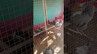 #cage #hens #cock #henslover #shughal #busy #desieggs