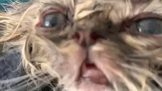 ANOTHER MULTI GAME STREAM!!
