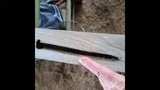 PURIRI MOTH LARVAE HOLE...HIDDEN IN THIS PIECE OF 100X100 PURIRI...
