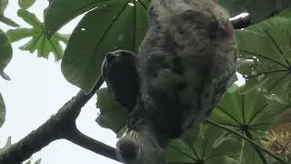 The great sloth hangs at the very top of the tree