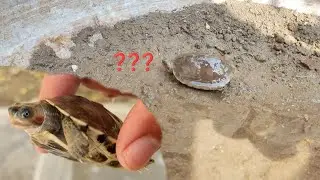 Turtle Ka name Rakh dia 🐢