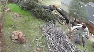 Turning Dead Burnt Forests Into Mulch Piles The Dirt Journal # 67 By : Quest For Details