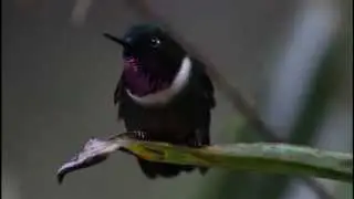 Amethyst-throated Sunangel - H&eacute;liange clarisse at Tapichalaca, Ecuador