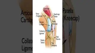 Knee Joint Anatomy: Key Structures &Connections#anatomy