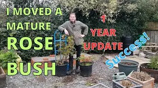 How to Move a MATURE ROSE BUSH. 1 Year Update. SUCCESS!