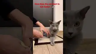 How does the cat react to Cat Socks? 🧦