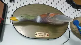 singing duck (After repair) 2