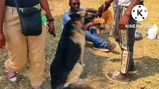 2022 COPPERBELT DOG WALK