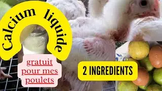Comment faire Calcium et vitamine naturels pour vos poulets