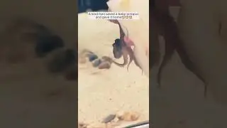 A kind man saved a baby octopus and gave it home#animals