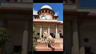 Singer Ready To Give 10 Acre Land For Stray Dogs Big Heart Move #dog #goodnews #shorts #celebrity
