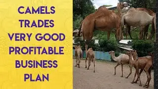 camel trading is a very good profit and a great business plan.