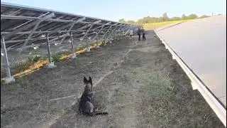 Frontline security| K9 and handler subduing intruder, training. 