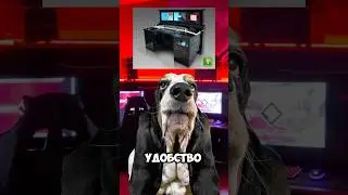 Есть эстеты последнего варианта?😁 #Животные #юмор #собаки #собака #dog #dogs #bassethound