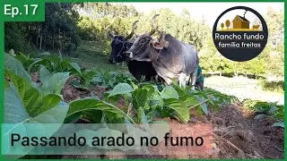 passando arado e capinando o fumo