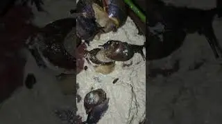 THE BEST FORMULATED FEED THAT SNAILS LOVE. Snails eat mostly at night 🌃