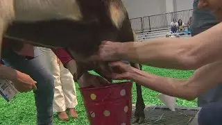 Houstonians participate in celebrity dairy goat milking competition at NRG
