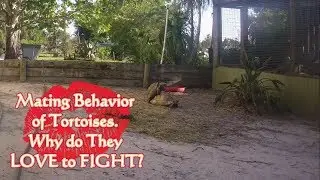 Leo and Lucinda. MATING Behavior of Tortoises. Why do They LOVE to FIGHT?