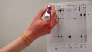 Intrinsic Termination of Transcription: An MCDB 427 University of Michigan Video