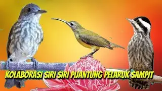 kombinasi platuk Sampit, Siri siri, pijantung kolaborasi jernih