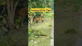 Tiger surprises with a Kill in Jim Corbett Dhela Zone #tiger #shorts #scary