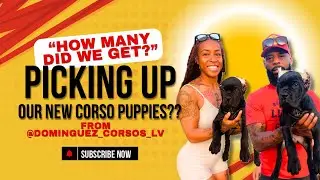Flying From DFW to VEGAS to Pick Up Cane Corso Puppies???