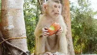 So Cute Chubby Sovana happy to got fruits to eat with Torres