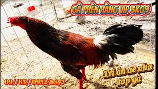 E l&ecirc;n top g&agrave; tri &acirc;n ae cuối năm nha g&agrave; ph&egrave;n 3kg9 h&agrave;ng hiệu #H&ugrave;ngC&aacute;