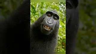 Самые Смешные фото животных&iexcl;!! 💪 ещё есть 3 я часть смешных зверят