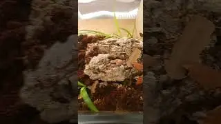 Isopods added to Bioactive Enclosure