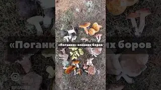 Паутинники и рядовки! Как отличить ядовитые от съедобных?