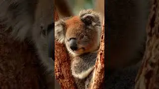 Beautiful Koala resting in a tree... 🐨🌳🥰 #koala #bear #australia #cute #animal #wildlife #nature
